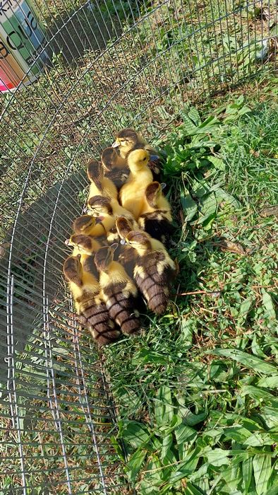 Patos mudos biológicos