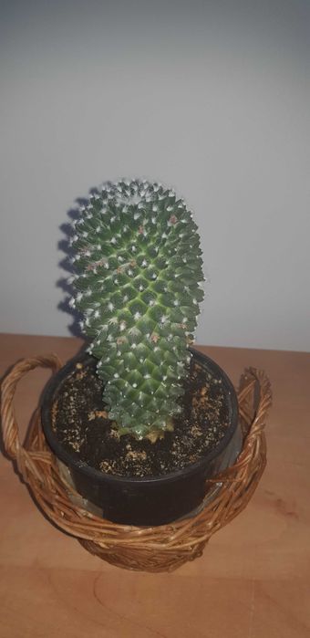 Sukulent Mammillaria polythele