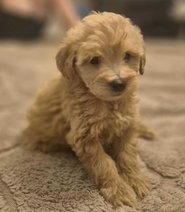Cockapoo Śliczny Chłopiec ! Gotowa do odbioru!