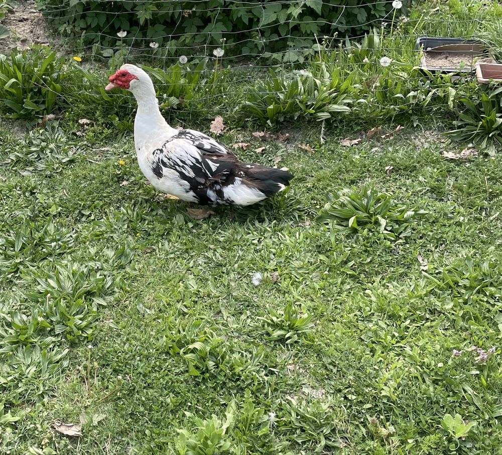 Sprzedam kaczora