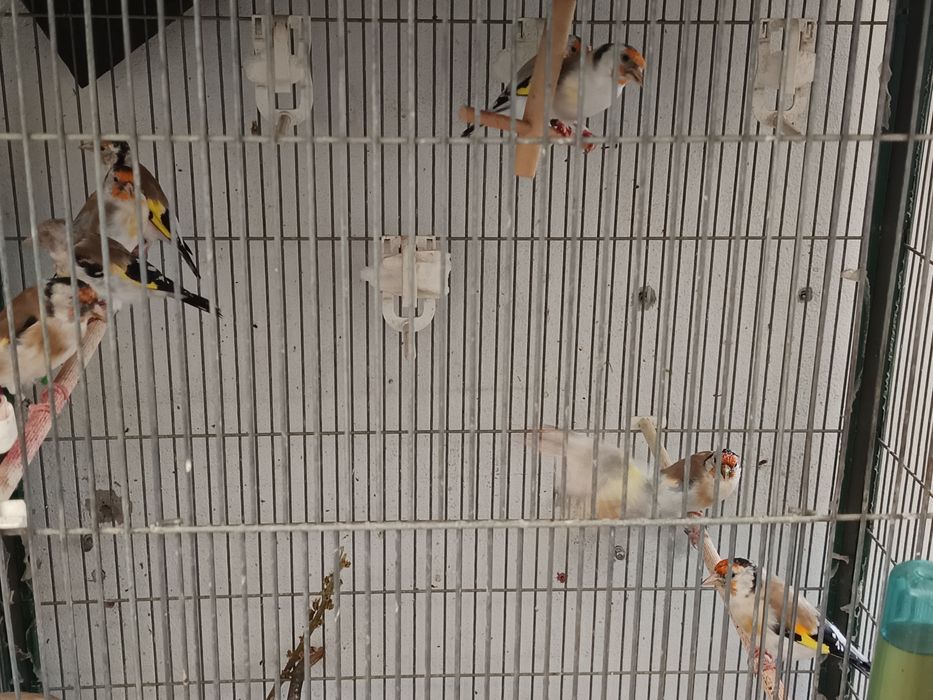 Vendo majores deste ano