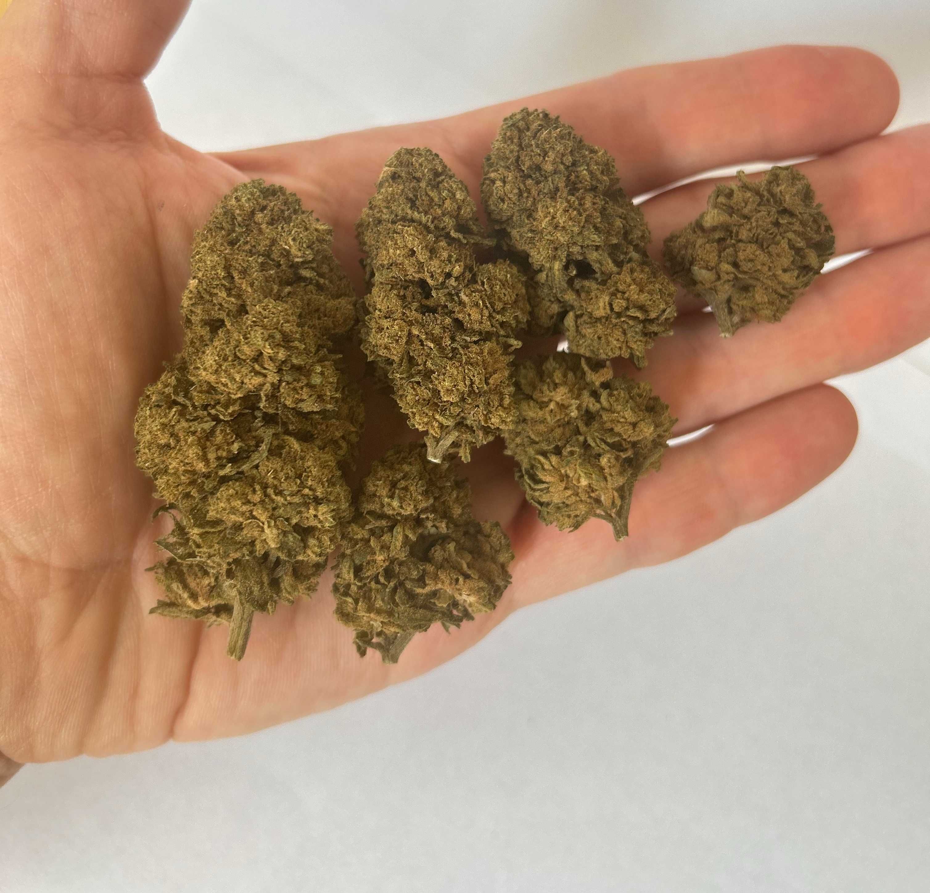 WHITE WIDOW CBD 20G Susz Konopny CBDA PREMIUM Full Spectrum Weed