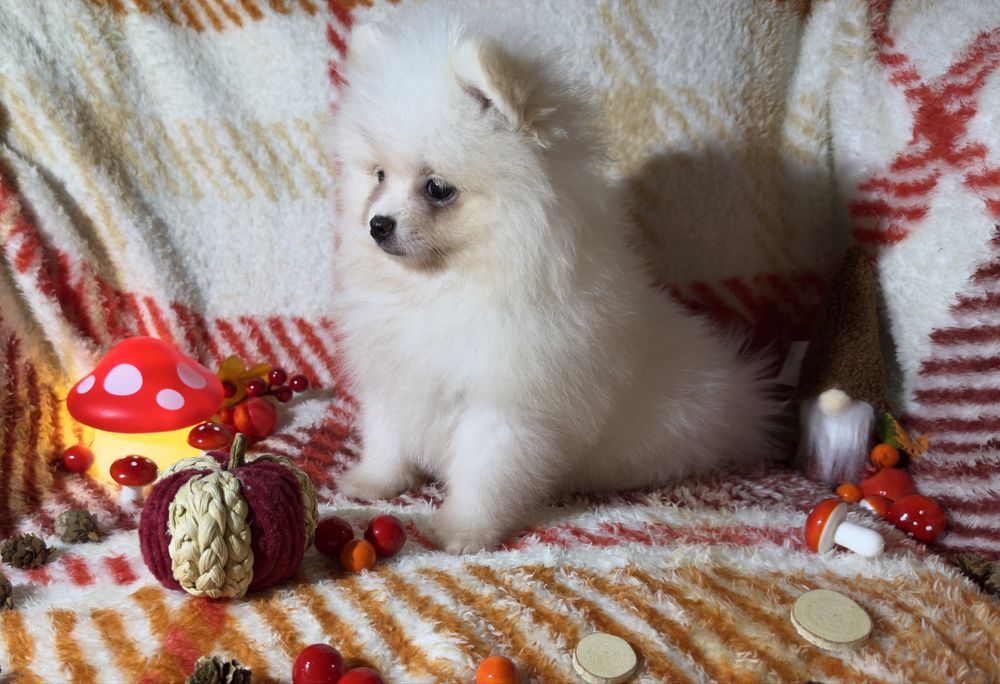 Szpic Miniaturowy SUNIA