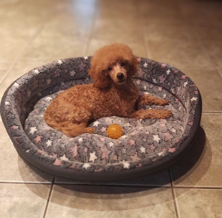 Pudel miniaturowy piesek Mozart