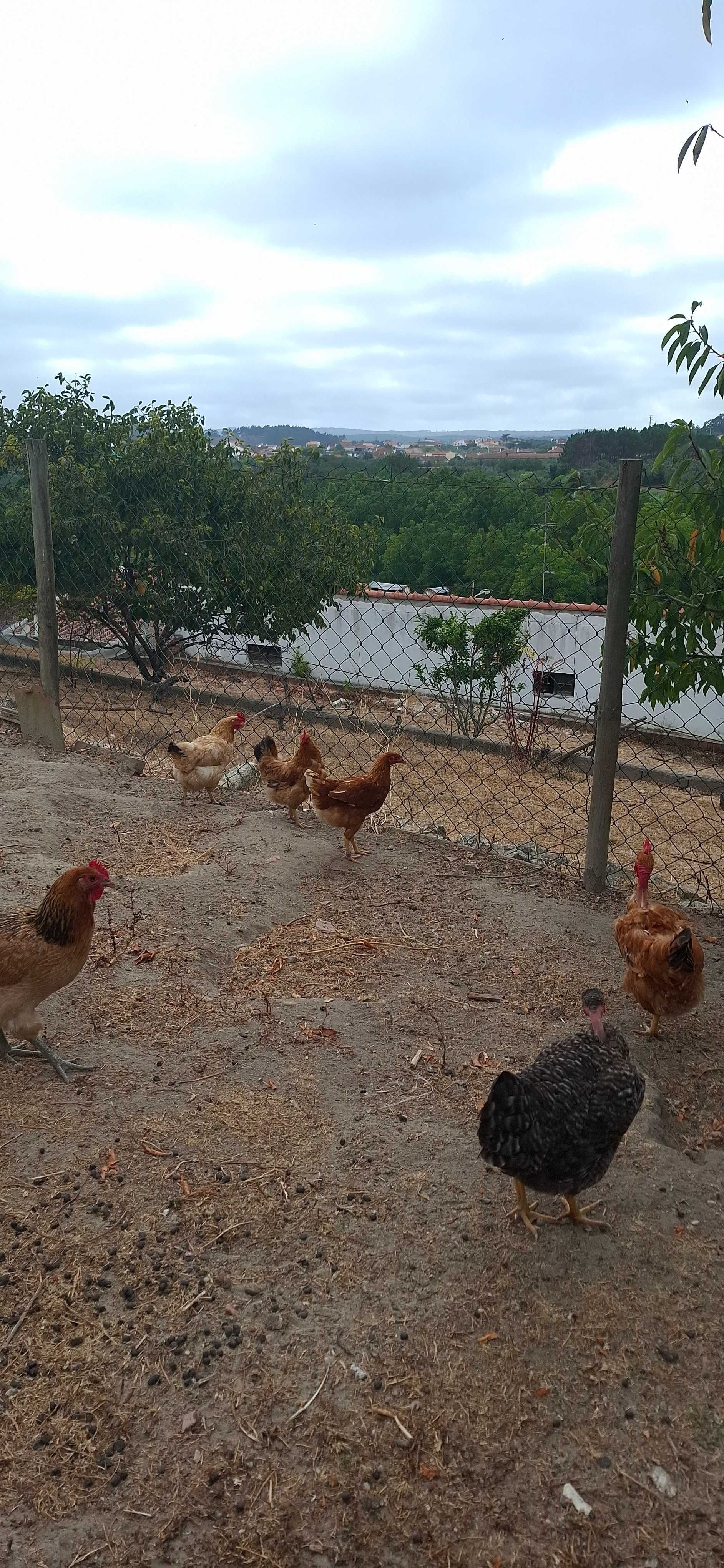 Galos e galinhas