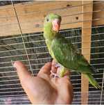 *** Ring Neck verde ***
