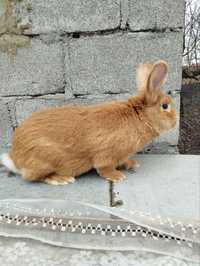 Продам кроликів породи каліфорнія бургундія,термонська біла