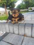 Yorkshire terrier