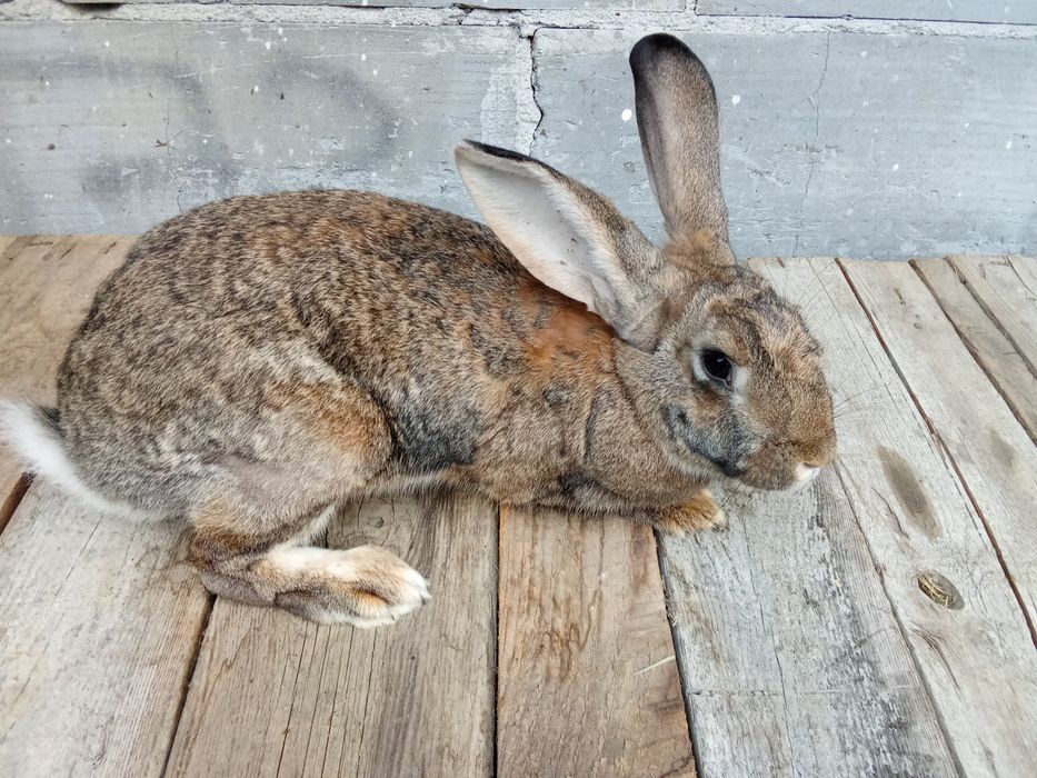 Króliki   samice