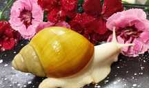 Archachatina icterica full albino..