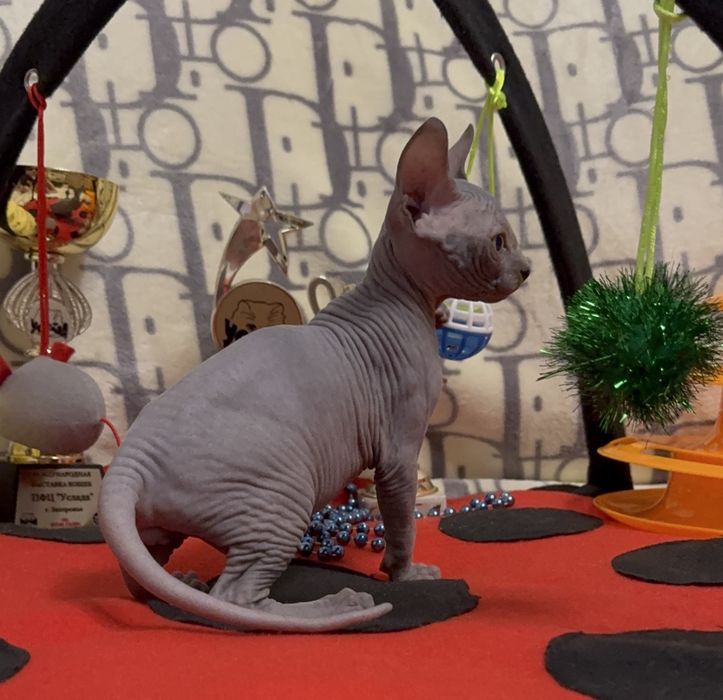 Канадський сфінкс, клуб, родовід WCF, доставка, документи для виїзду