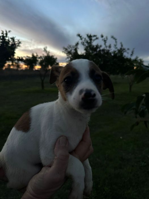 Jack Russell Terrier