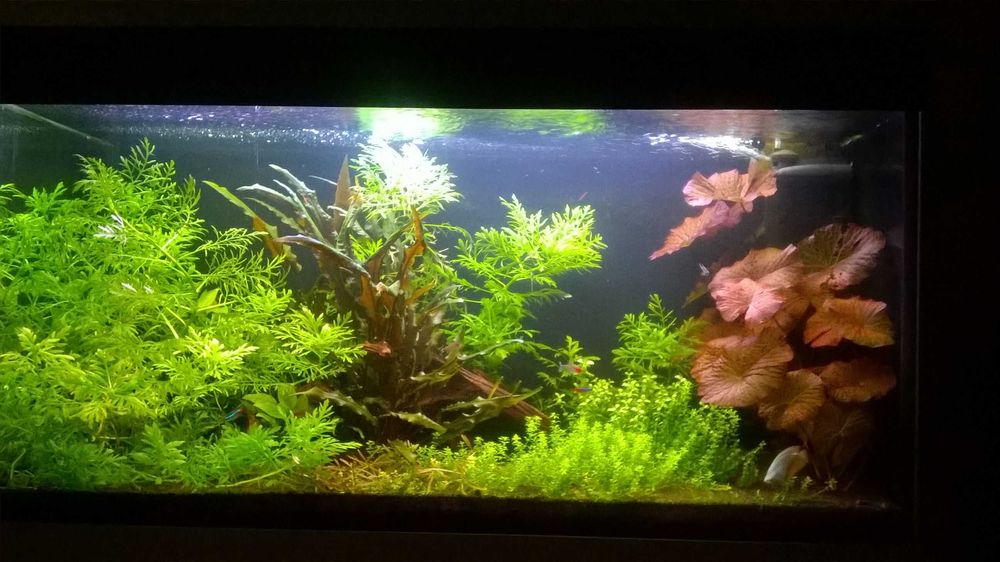 Akwarium 200 litrów Opti white