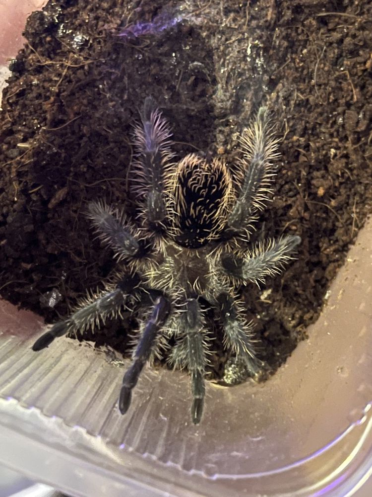 Паук-птицеед Brachypelma albopilosum L7 самка