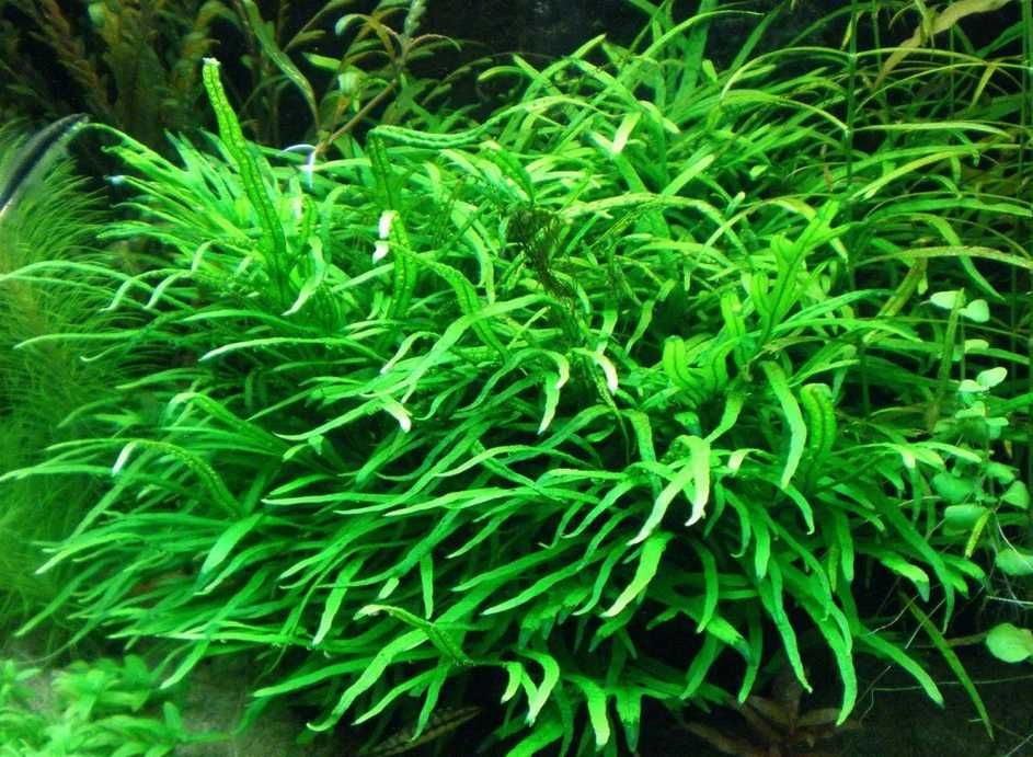 Microsorum trident - Roślina do akwarium na dekoracje