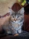 Ostatnia Kotka maine coon z rodowodem