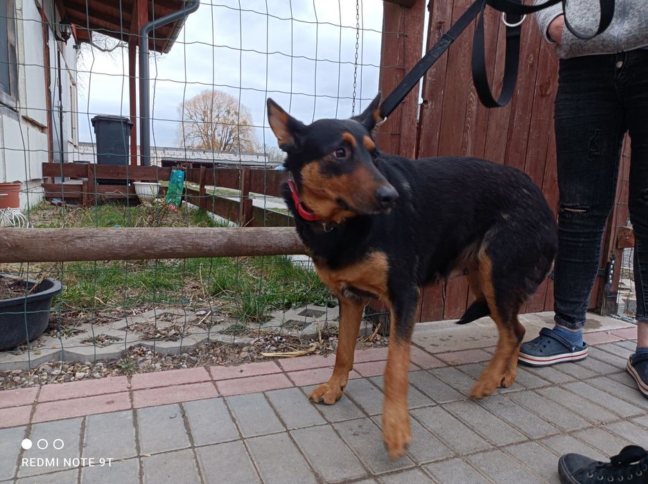 Zaginęła suczka widoczna na zdjęciu.