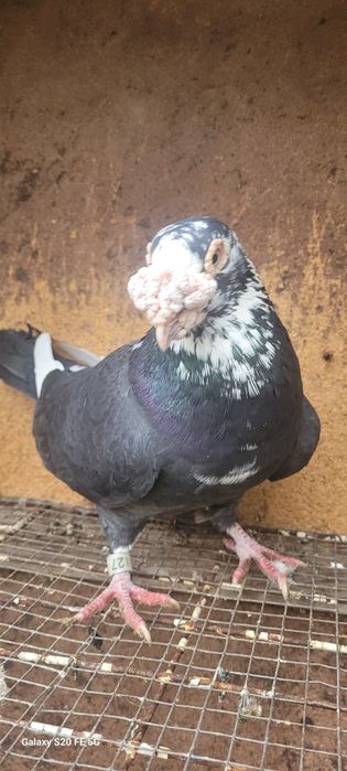 Gołębie staropolskie