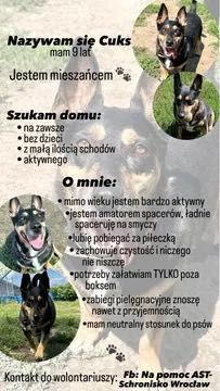 Cuks do adopcji -czeka juz ponad 1100dni