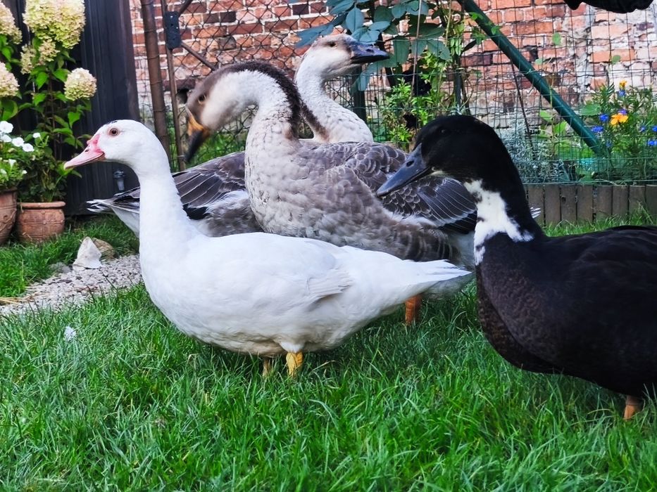 Gęsi z mają dwie sztuki