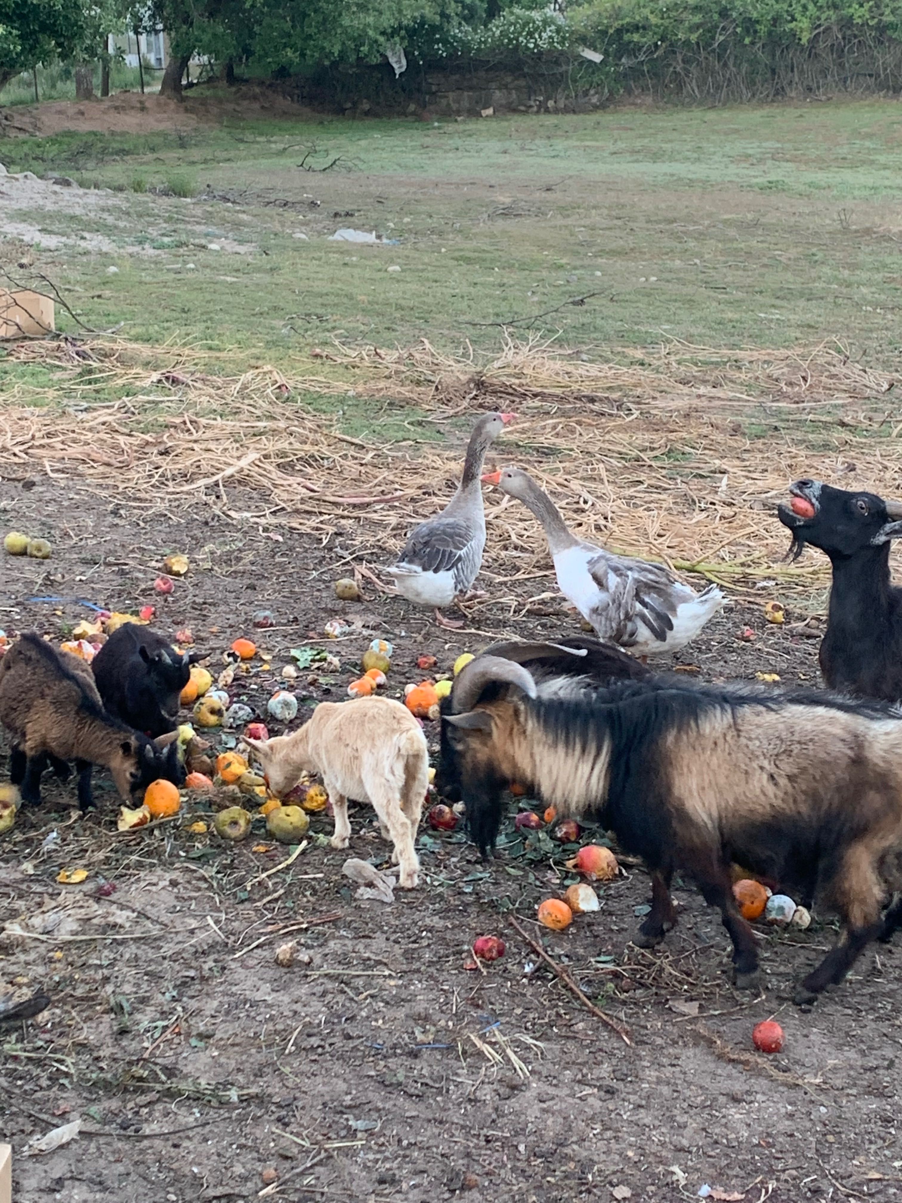 Animais de quinta