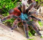 Ptaszniki Caribena versicolor L2