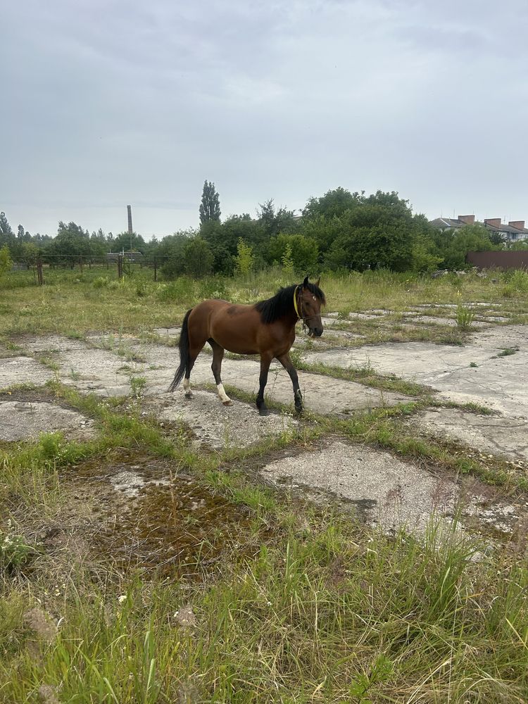 Продам молодого коня 3.5 роки!