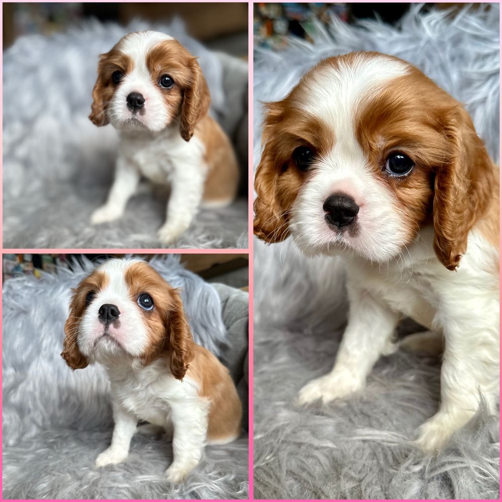 Cavalier king charles spaniel chłopiec