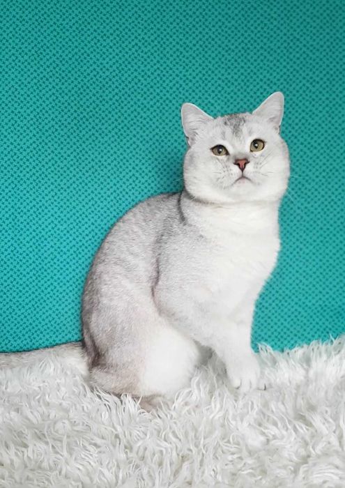 Серебристый мишка шотландский мальчик
