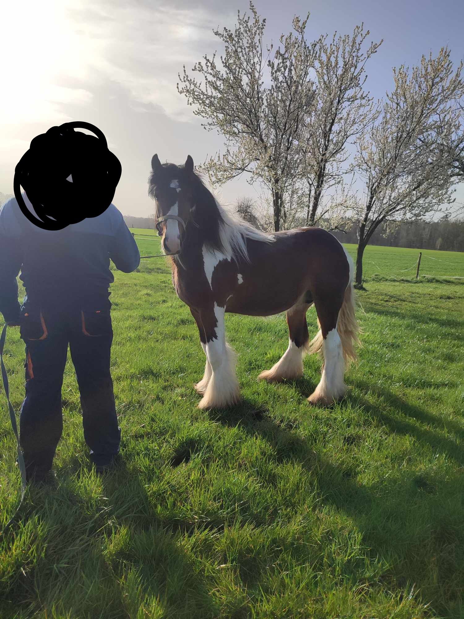 Tinker gypsy cob sprzedaż zamiana na ciągnik