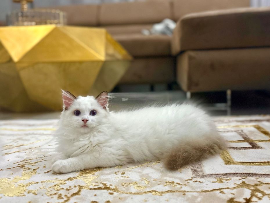 Ragdoll z rodowodem-Rezerwacja 1000zl