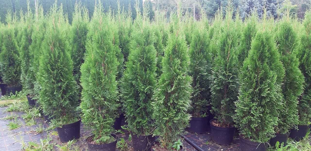 Tuja Szmaragd 150CM Wys hodowane w doniczce THUJA Smaragd