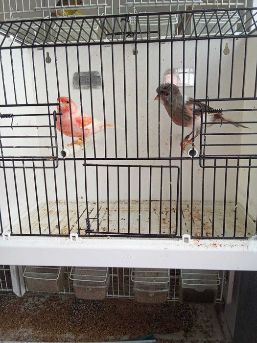 Vendo Arlequim Português