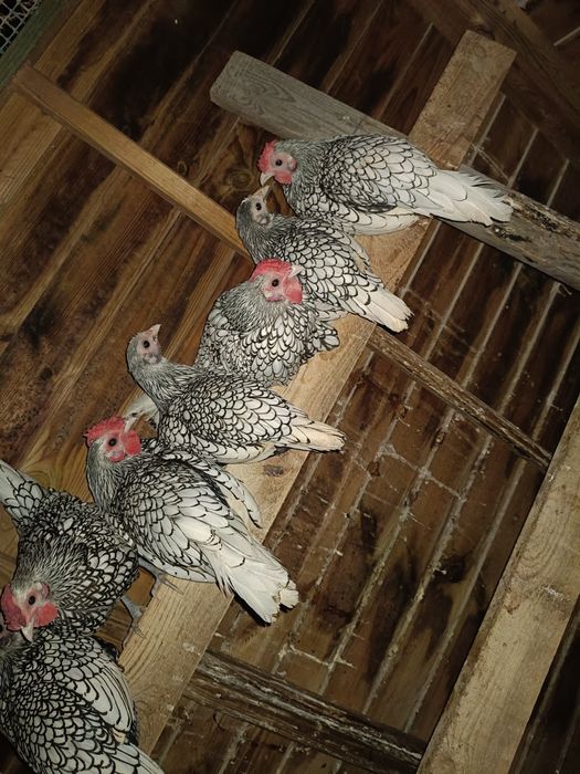 Sebrytki srebrne pary