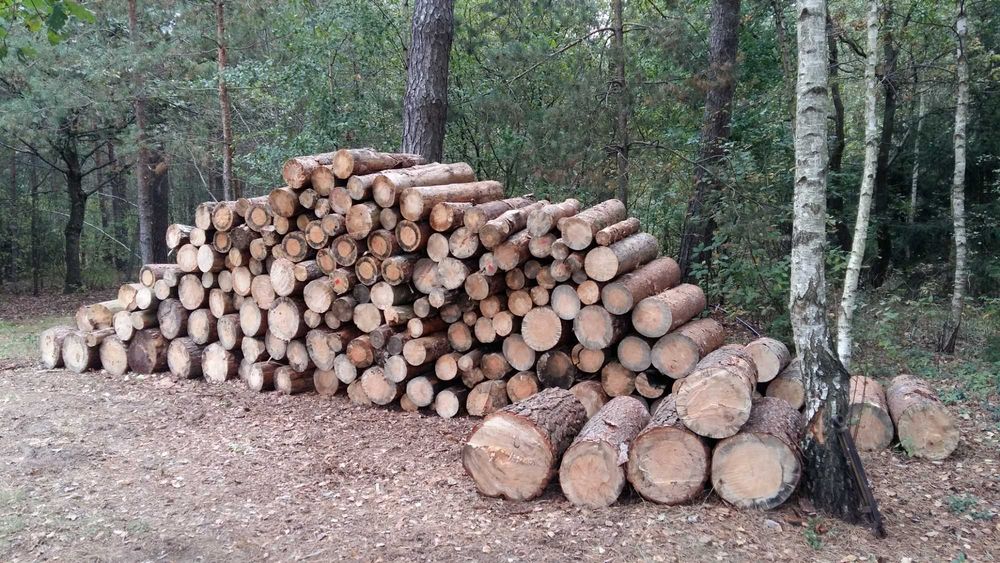 Drewno opałowe ,opał Sosna w grubych wałkach