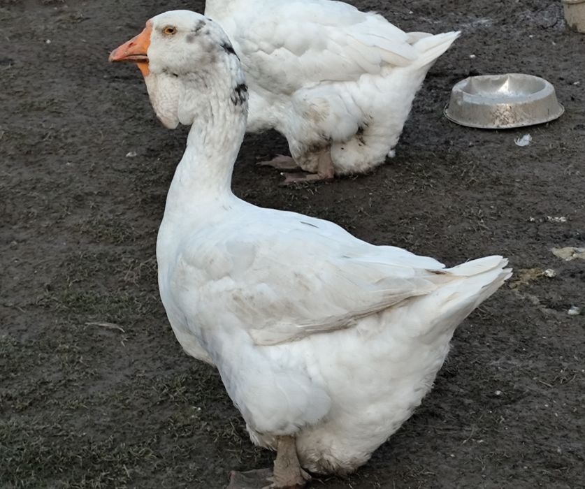 Chołmogory gęsi gęś