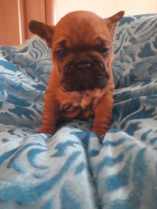 Щенки францкзского бульдога из питомника Одесса