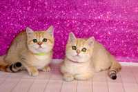 Британський красень та красуня-золоті плюшеві кошенята