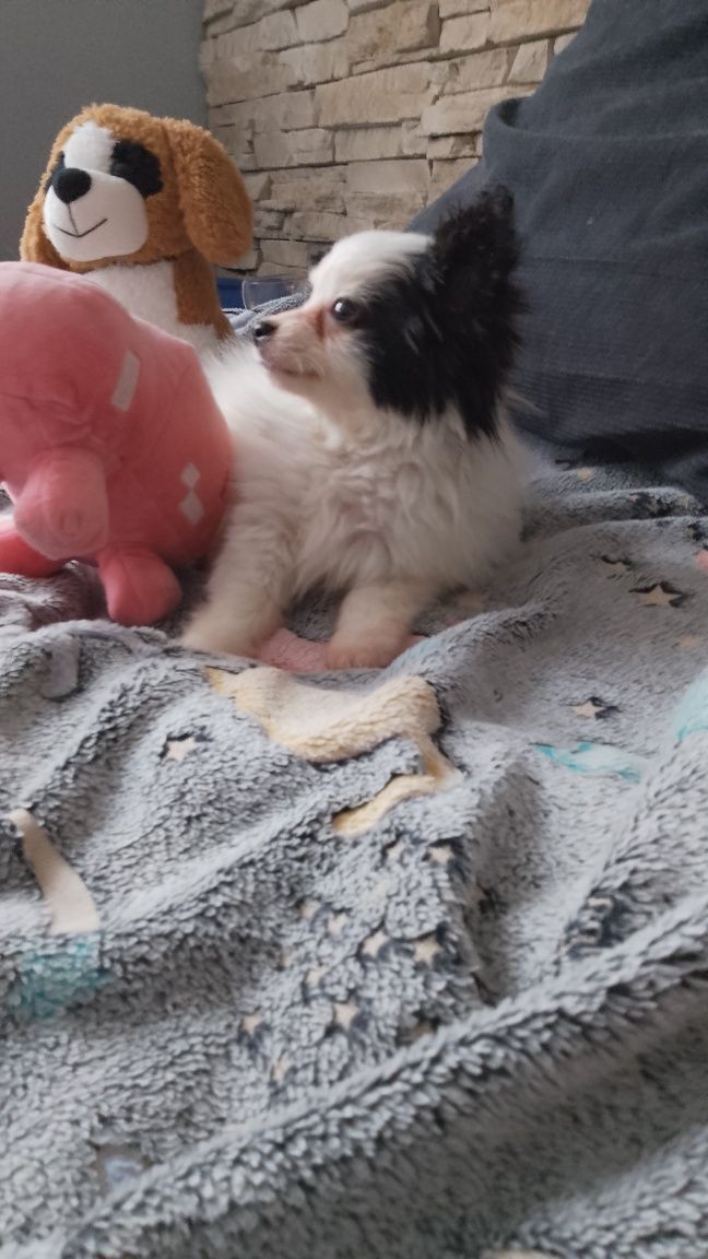 Papillon gotowy do odbioru