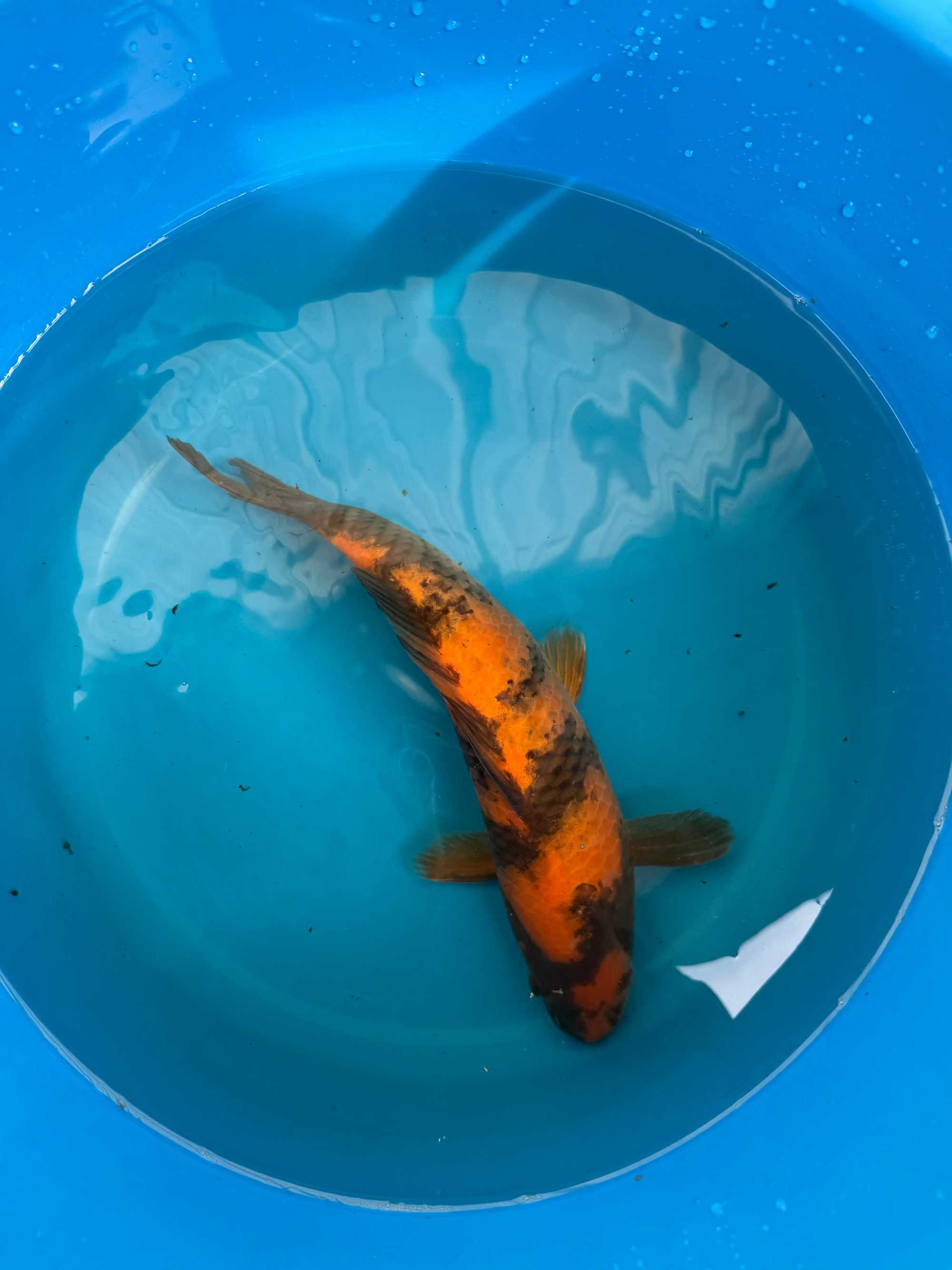 Carpa Koi HI UTSURI 28cm Japonesa