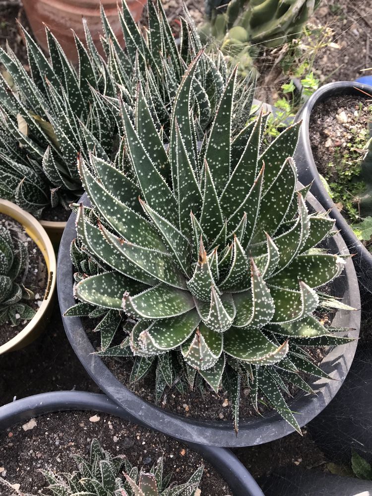 Suculentas Aloe aristata de tamanhos variados