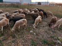 Rebanho de  30 ovelhas Serra da Estrela puras