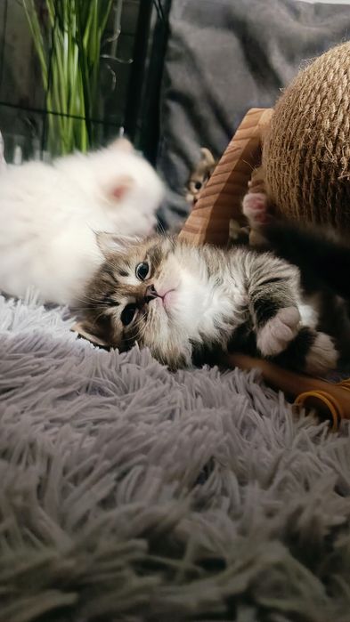 Kotka syberyjska rodowód WCF