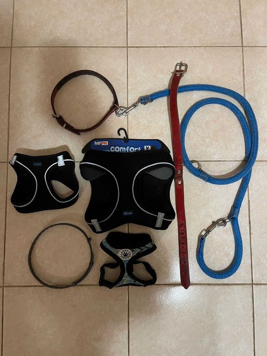 3 Szelki dla psa, smycz, 2 obroże, 1 obroża przeciw pchłom i kleszczom