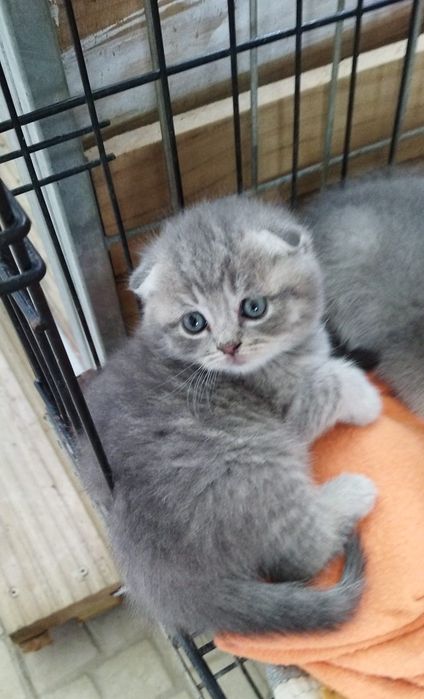 Gatinho Scottish Fold Silver Tabby