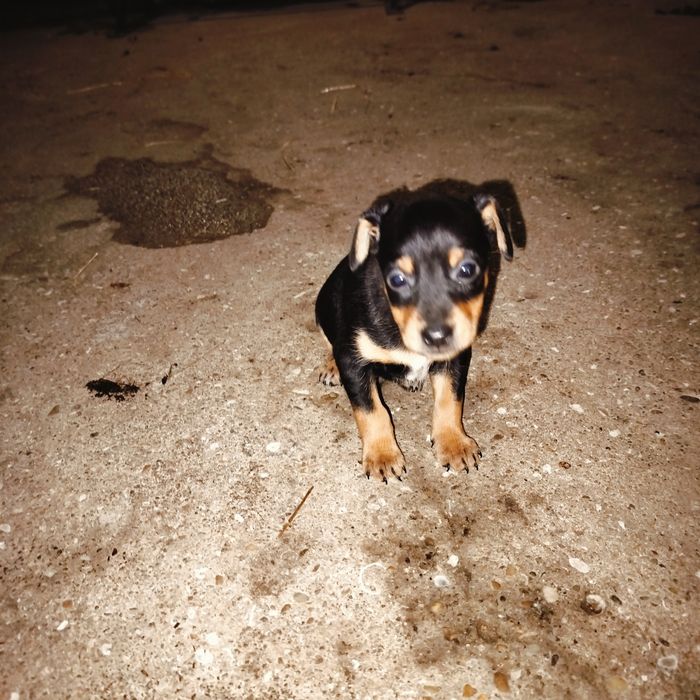 Cãezinhos descendentes de Pinscher – 1 mês – porte médio/pequeno