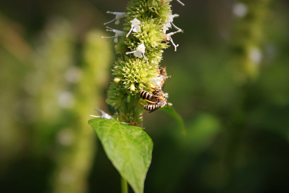 Лофант тибетський насіння (0,5 г прибл 1200 шт) індійська м'ята семена