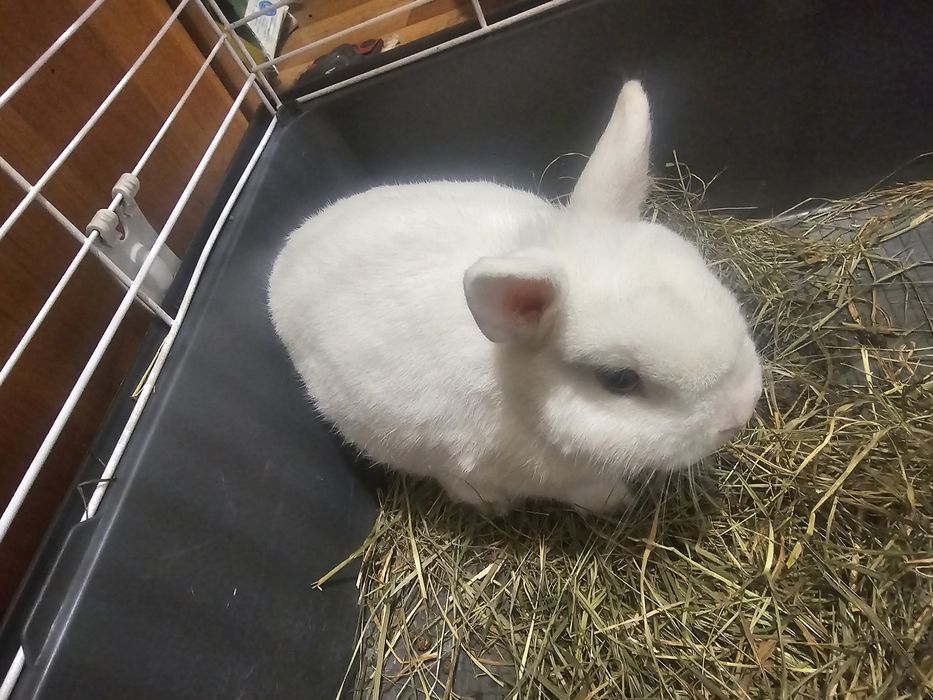 Królik miniaturka