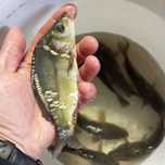 Karp w sprzedaży .,