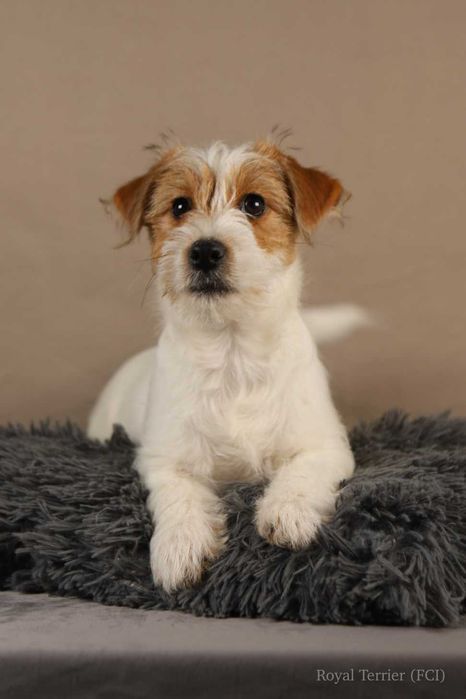 suczka Jack Russell terrier ZKWP/FCI szorstkowłosa